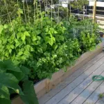 Orto: una soluzione per stare bene